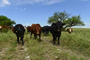 ossen gevoed Aan weiland, la pampa, Argentinië foto