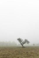 eenzaam boom in dik mist Bij ochtendgloren, in pampa landschap, la pampa provincie, Patagonië, Argentinië. foto