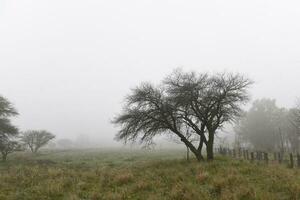 eenzaam boom in dik mist Bij ochtendgloren, in pampa landschap, la pampa provincie, Patagonië, Argentinië. foto