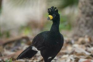 kaal geconfronteerd curasso, in een oerwoud omgeving, pantanal Brazilië foto