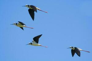 zwart nek stelt, himantopus melanurus, la pampa Argentinië foto