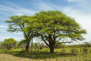 pampa boom landschap foto