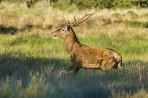 mannetje rood hert in la pampa, Argentinië, parque luro, natuur reserveren foto