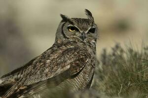 Super goed gehoornd uil, bubo virginianus nacurutu, schiereiland valdes, Patagonië, Argentinië. foto