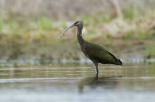 wit geconfronteerd ibis , la pampa, Patagonië, Argentinië foto