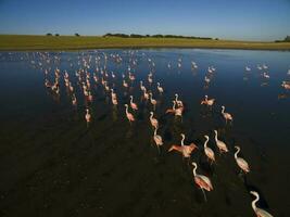 flamingo's kudde, Patagonië, Argentinië foto