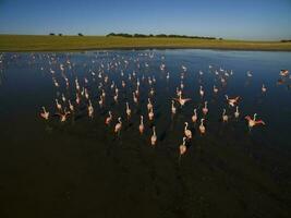 flamingo's kudde, Patagonië, Argentinië foto