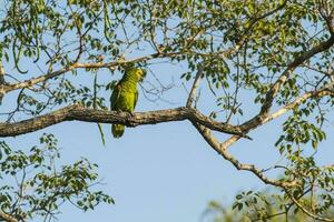 turkoois fronted amazone, panpanal, Brazilië foto