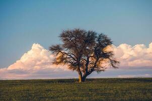 eenzaam boom in la pampa, Argentinië foto