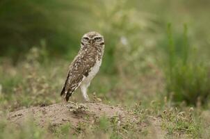 ijzerhoudend pygmee uil, glaucidium Braziliaans, calden Woud, la pampa provincie, Patagonië, Argentinië. foto