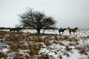 besneeuwd landschap in landelijk milieu in la pampa, Patagonië, Argentinië. foto