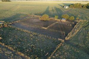 vee verhogen in pampa platteland, la pampa provincie, Argentinië. foto