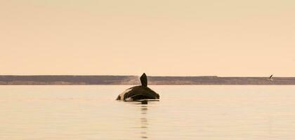 zuidelijk Rechtsaf walvis, springen gedrag, puerto madryn, Patagonië, Argentinië foto