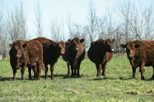 exporteren koeien productie in de Argentijns platteland, buenos aires provincie, Argentinië. foto