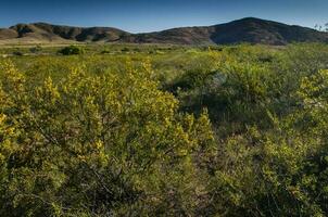 creosoot struik, lihue bel nationaal park, la pampa, Argentinië foto