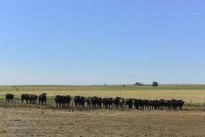 vee in Argentijns platteland, la pampa provincie, Argentinië. foto