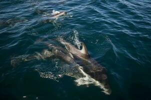 duister dolfijn jumping , schiereiland valdes , UNESCO wereld erfgoed plaats, Patagonië , Argentinië. foto