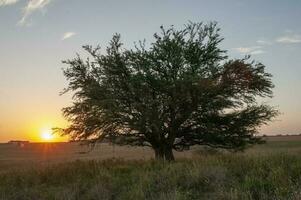 calden Woud landschap, geofraea decorticans planten, la pampa provincie, Patagonië, Argentinië. foto