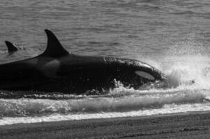 orka patrouilleren de kustlijn met een groep van zee leeuwen in de voorgrond, schiereiland valdes, Patagonië, Argentinië. foto