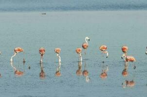 flamingo's rust uit in een zout lagune, la pampa provincie,patagonië, Argentinië. foto
