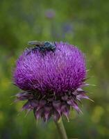 hommel Aan een distel, Patagonië foto