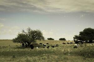 ossen gevoed Aan weiland, la pampa, Argentinië foto