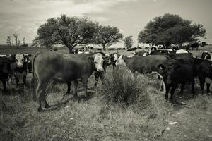 ossen gevoed Aan weiland, la pampa, Argentinië foto