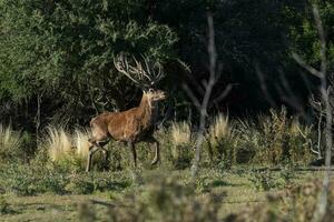 rood hert in calden Woud omgeving, la pampa, Argentinië, parque luro, natuur reserveren foto