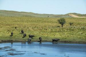water buffel, bubalus bubalis, in pampasd landschap, la pampa provincie, Patagonië. foto