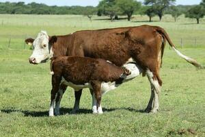 vee en kalf zuigen, Argentijns platteland, la pampa provincie, Argentinië. foto