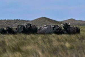 water buffel, bubalus bubalis, soorten geïntroduceerd in Argentinië, la pampa provincie, Patagonië. foto