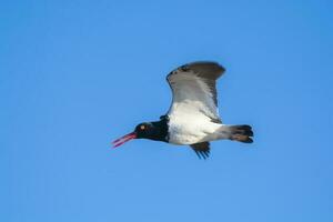 Amerikaans scholekster, haematopus palliatus, in vlucht, vliegend in een patagonisch strand omgeving, Patagonië, Argentinië. foto