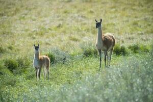 guanaco's in pampa grasland omgeving, la pampa provincie, Patagonië, Argentinië. foto