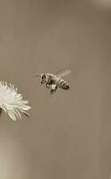 bij Aan wild bloemen foto