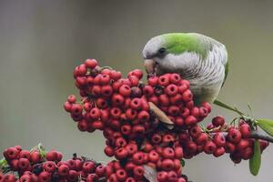 parkiet, voeren Aan wild fruit, la pampa, Patagonië, Argentinië foto