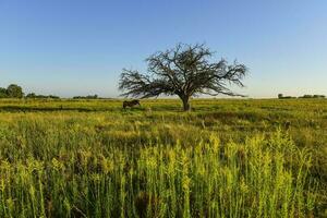 paard en eenzaam boom in pampa landschap foto