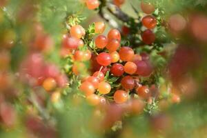 klein rood wild fruit in de pampa Woud, Patagonië, Argentinië foto