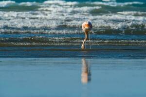 flamingo's voeden Bij laag getij, schiereiland valdes, Patagonië, Argentinië foto