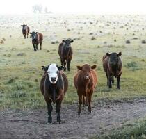intensief fokken van koeien, Argentijns vlees productie foto