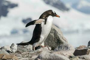 gentoo pinguïn, op een antarctisch strand, neko haven, antarctica foto