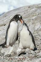 gentoo pinguïn, neko haven, antarctica foto