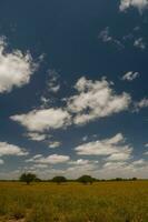 pampa boom landschap, la pampa provincie, Patagonië, Argentinië. foto