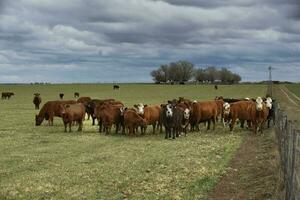 vee en kalf zuigen, Argentijns platteland, la pampa provincie, Argentinië. foto