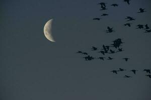 maan in een Doorzichtig lucht voordat donker foto