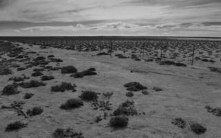 zout bodem in een semi woestijn omgeving, la pampa provincie, Patagonië, Argentinië. foto