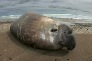 olifant zegel, schiereiland valdes, UNESCO wereld erfgoed plaats, Patagonië, Argentinië foto