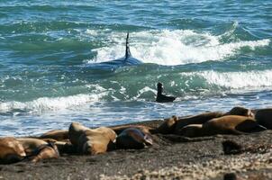 moordenaar walvis jacht- zee leeuwen Aan de paragonisch kust, Patagonië, Argentinië foto