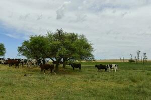 ossen gevoed Aan weiland, la pampa, Argentinië foto