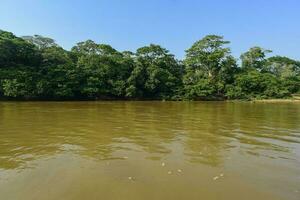 pantanal Woud ecosysteem, mato grof, Brazilië foto