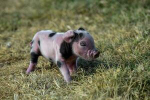 big pasgeboren baby, in boerderij landschap. foto